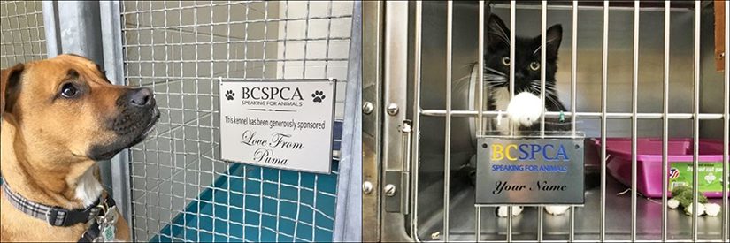 spca kennels