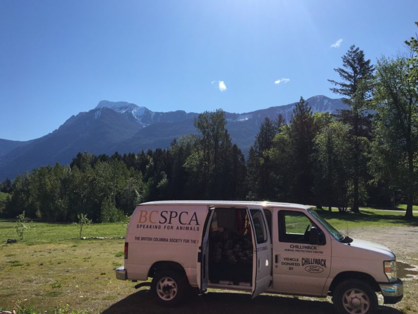 Spca Reaches Out To Fraser Valley Communities With Pet Food And Supplies Spca