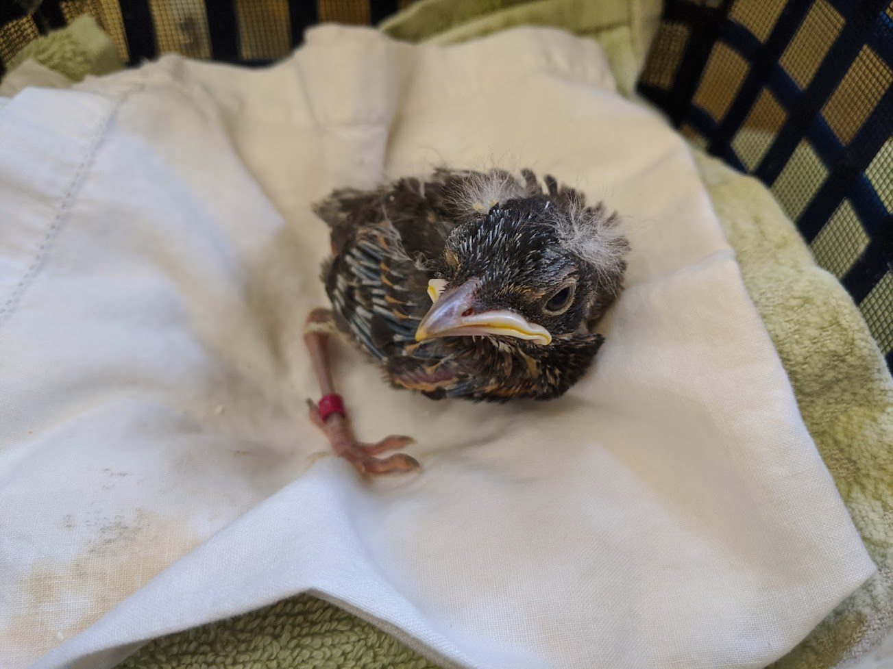 Injured robin serves as good reminder to keep your dog or cat on a