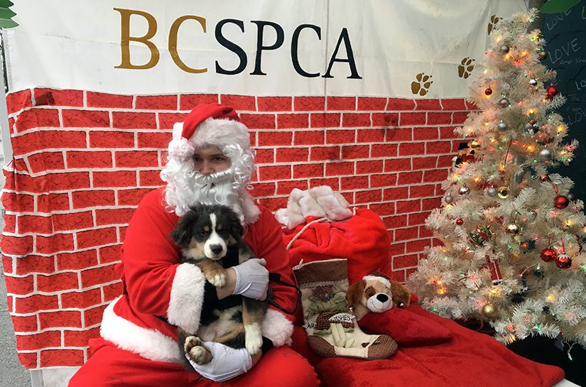 Charlie's Christmas helps pets in the DTES | BC SPCA