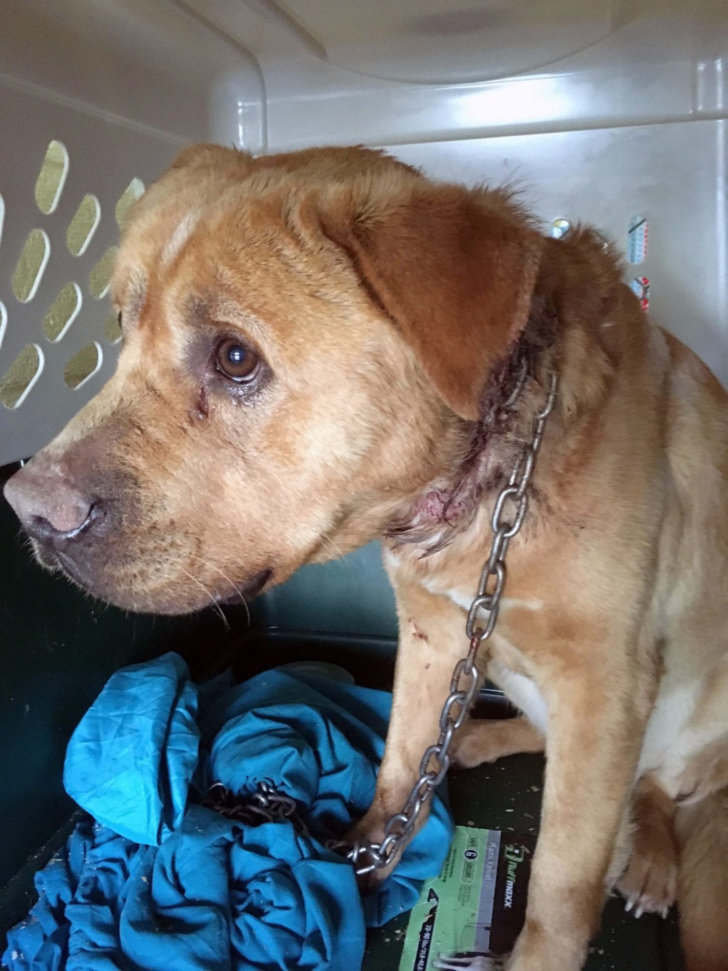 Dog found with embedded collar needs your help to heal BC SPCA