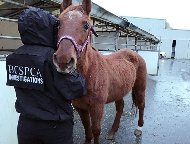 Laws and enforcement in your community help topics BC SPCA