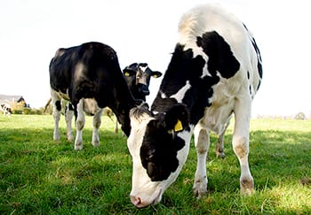 Dairy Cattle Production In Canada