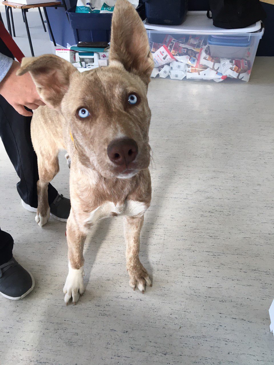 Seabird Island Band partners with BC SPCA in Chilliwack to provide