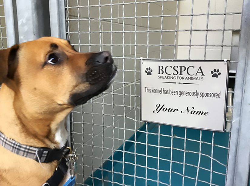 Adopt a kennel to help homeless animals this year BC SPCA