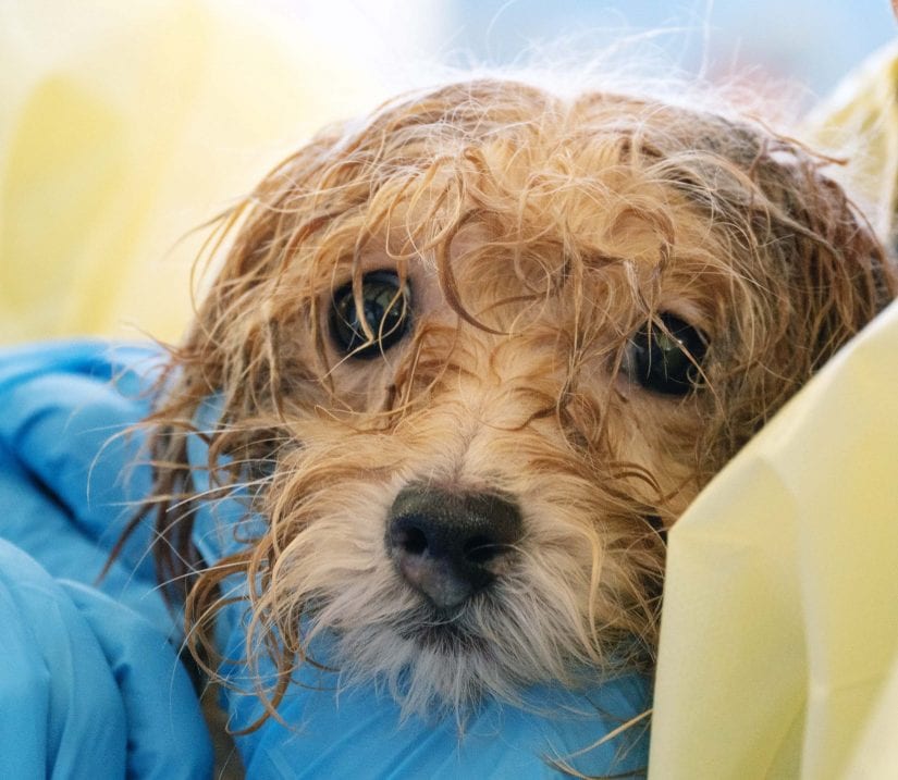 havanese rescue