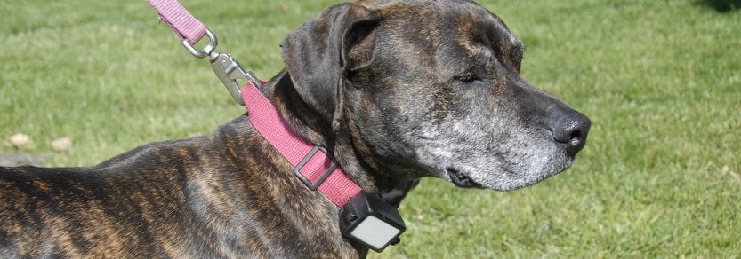 shock collar for mastiff