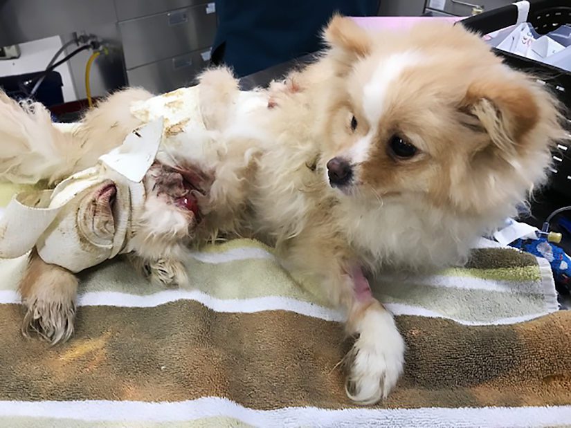 cross between poodle and bichon frise