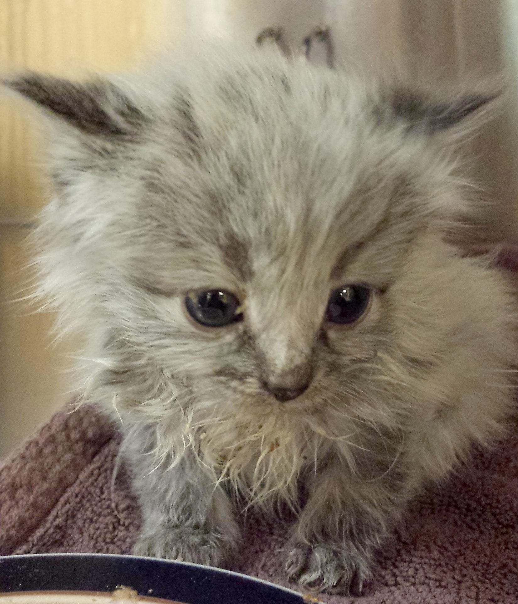 Comox SPCA Seeks Community s Help To Fix 400 Cats In Four Months