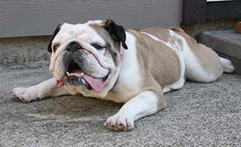 Maggie may steal your heart: Lovable bulldog at Victoria SPCA needs ...