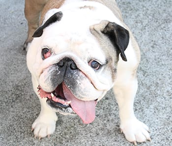 Lovable bulldog at Victoria SPCA needs 