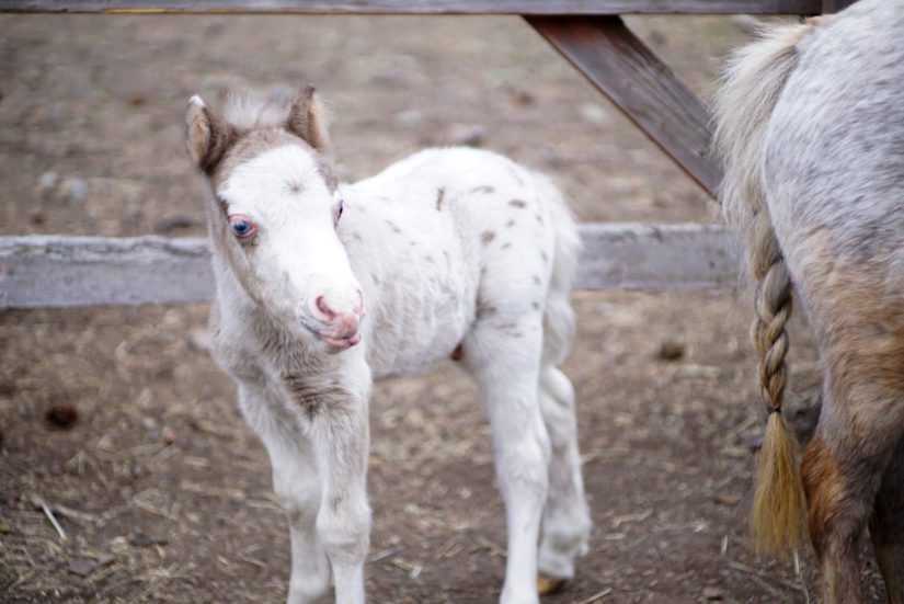 mini horse foal standing alone