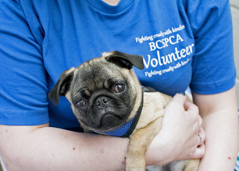 spca pugs