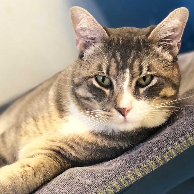 Theo needs your support to thrive - BC SPCA