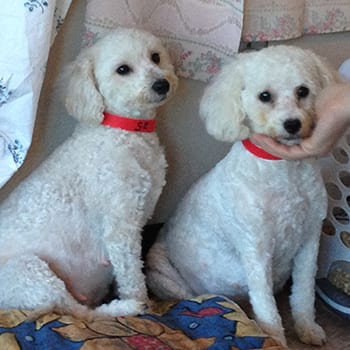 miniature poodles for adoption