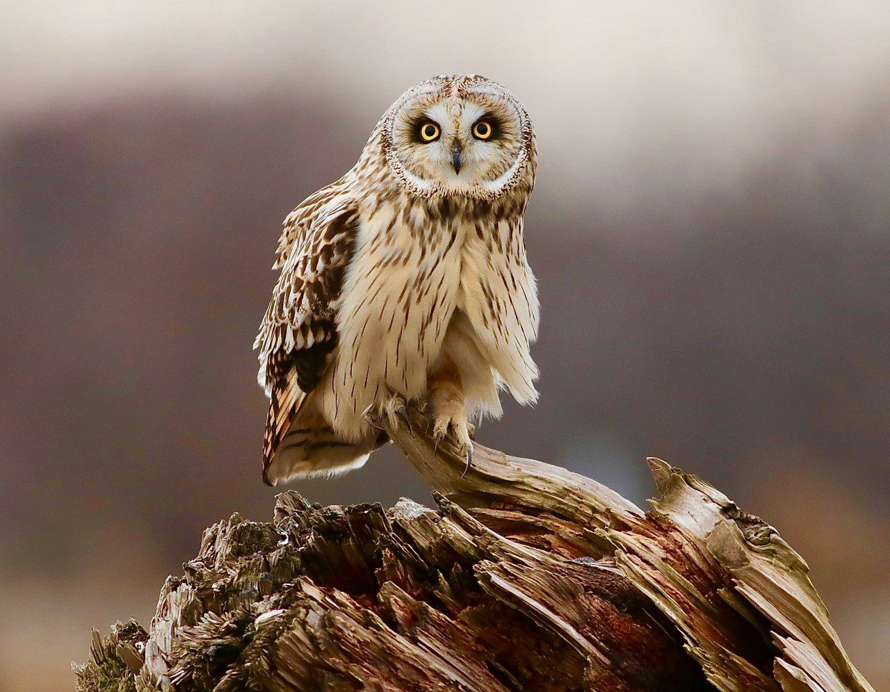 owl