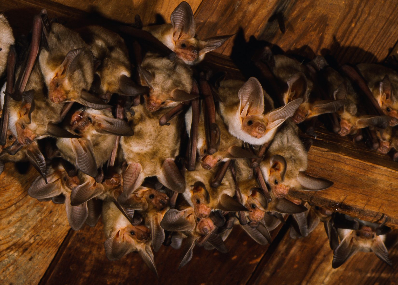 Blind as a bat? Top five bat myths busted! BC SPCA