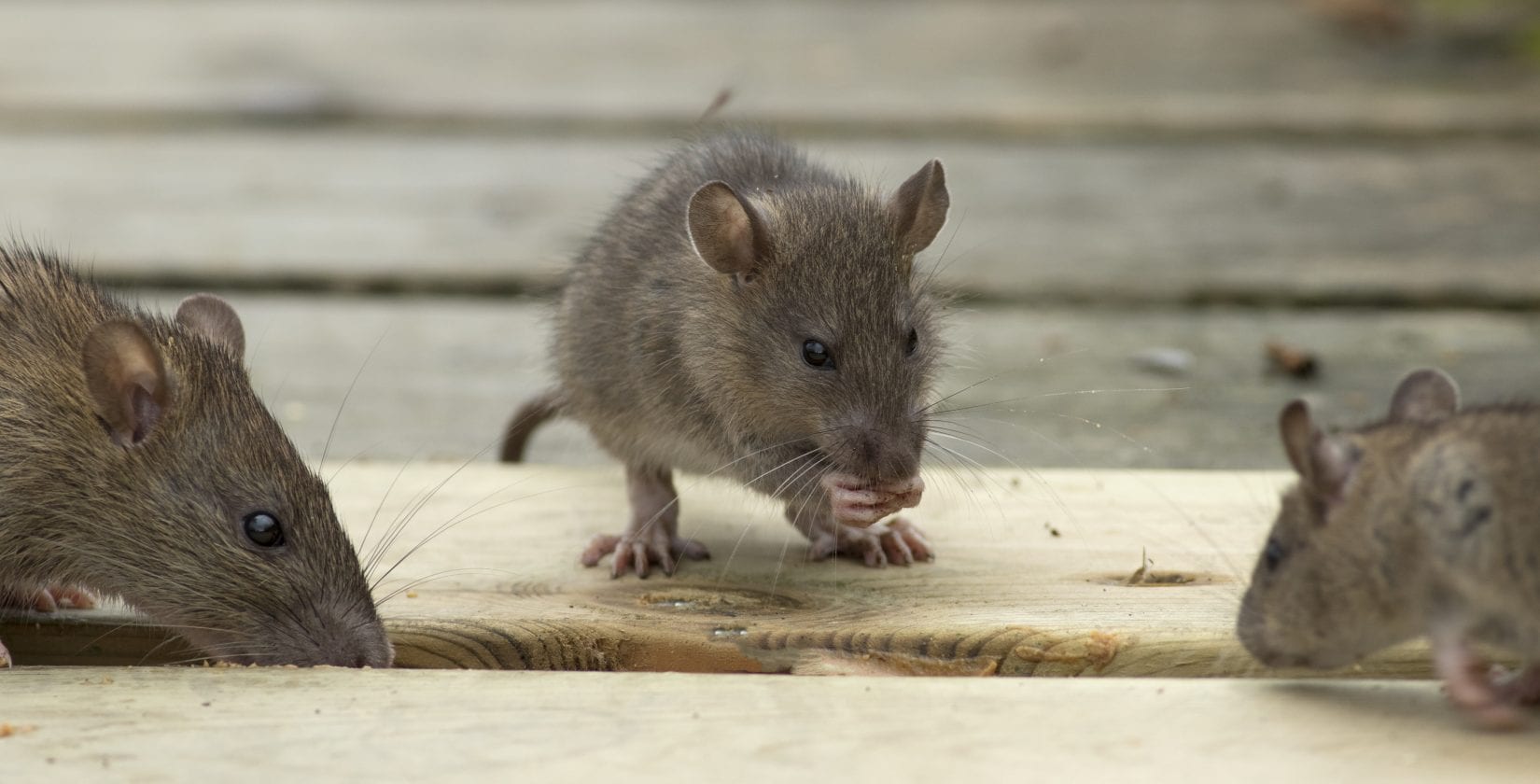 Rat poison injuring wildlife - BC SPCA