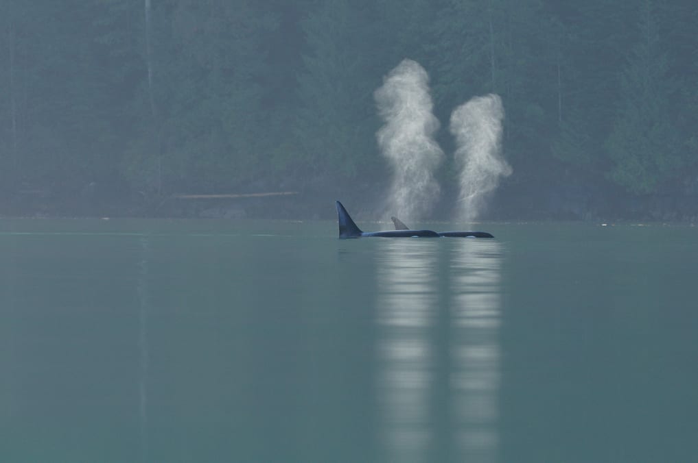 Wild orca swimming in ocean above water breathing