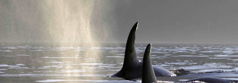Wild orcas with dorsal fins out of water swimming on foggy day