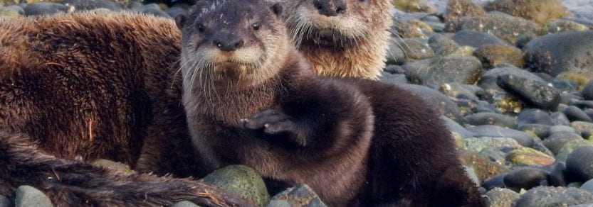 Wild otters on a rocky beach