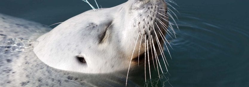 Wild pacific harbour seal swimming with head out of water smiling