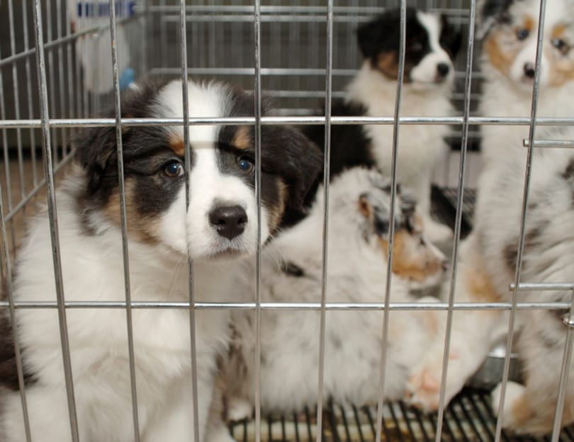 Pet stores hot sale to buy puppies