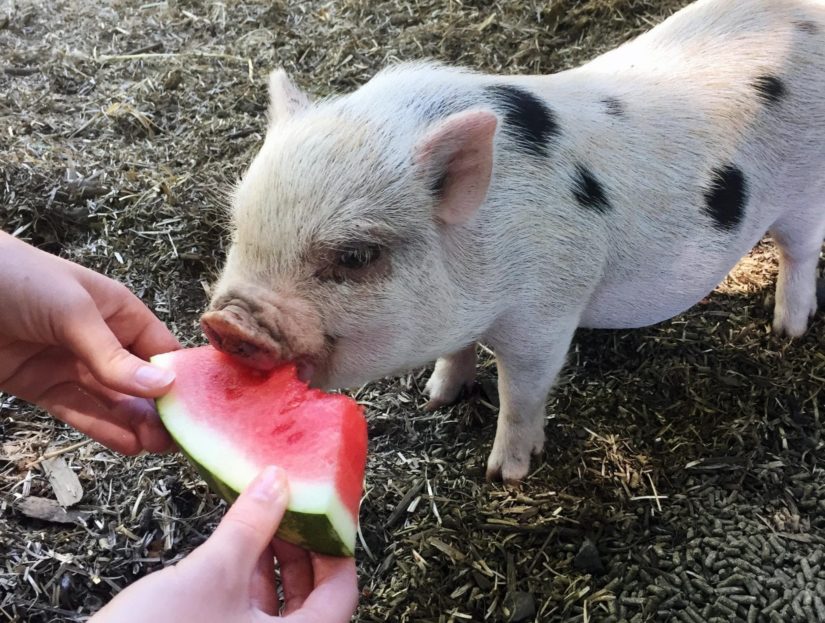 full grown pygmy pigs