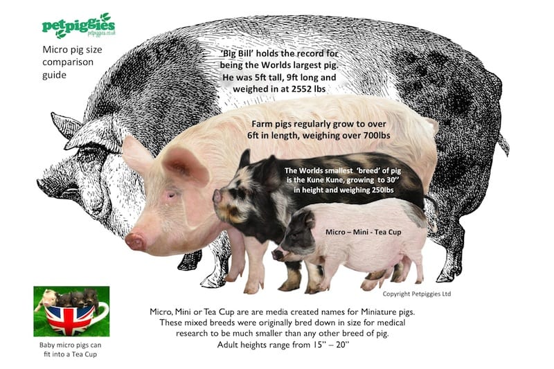 Mini Pig Weight Chart