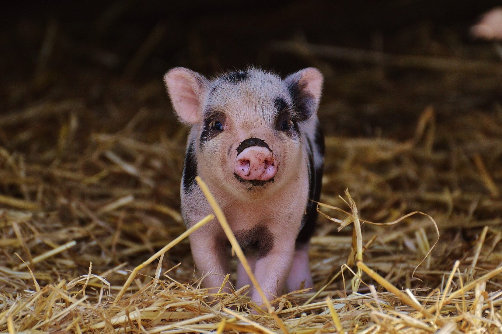 the smallest pig in the world