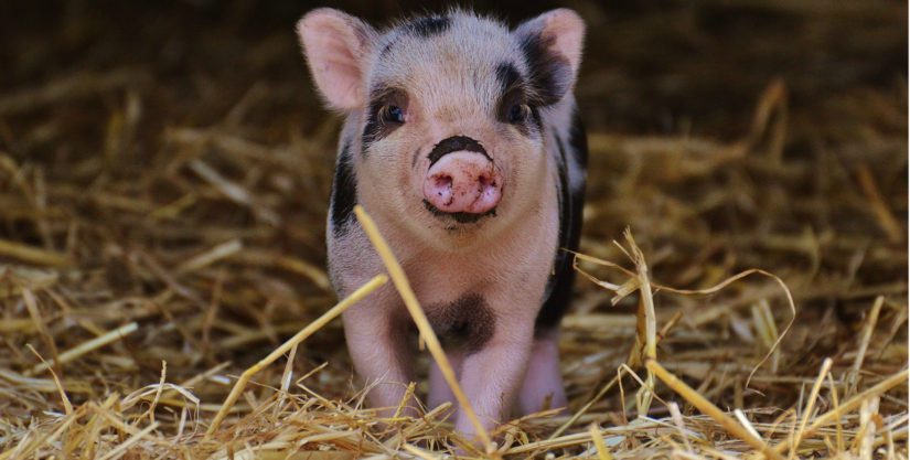 micro pig teddy