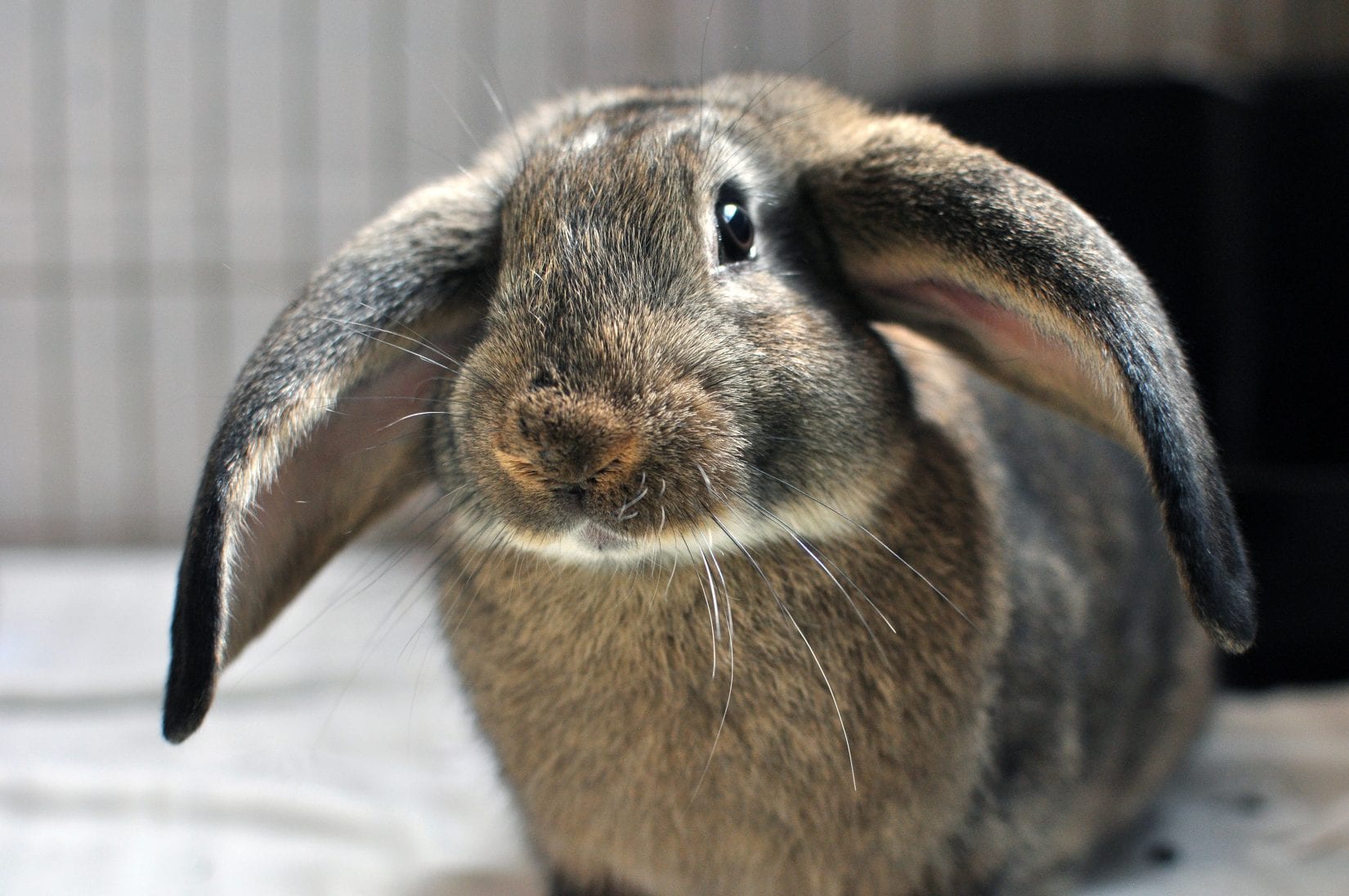 12 things to know before adopting a rabbit - BC SPCA