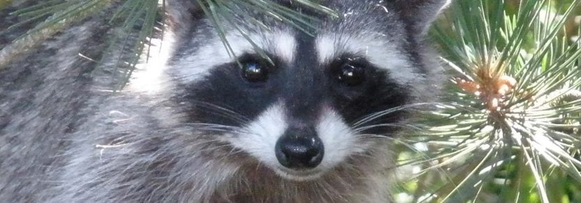 Close up eye contact shot of a wild raccoon up in a tree