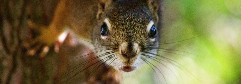 Close up eye contact shot of wild red squirrel claiming down tree