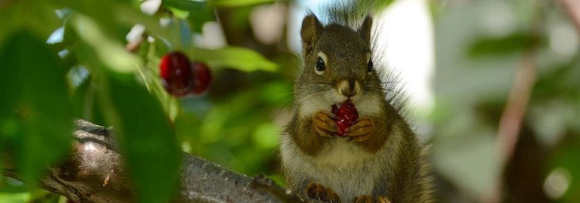Wild red squirrel eating red berry on a tree branch