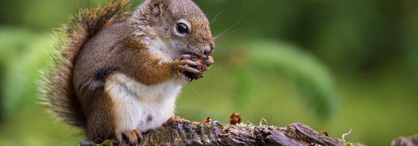 Red squirrel chewing pinecone on branch