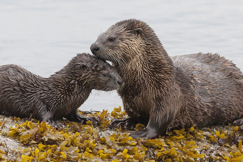 River otters nuzzling