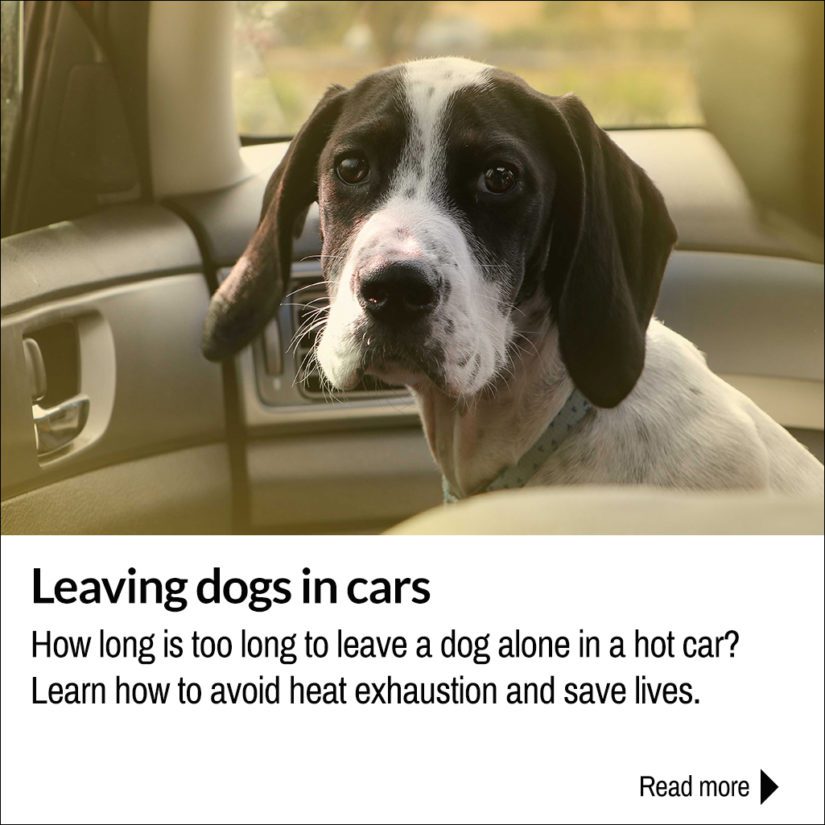 can heat affect dogs