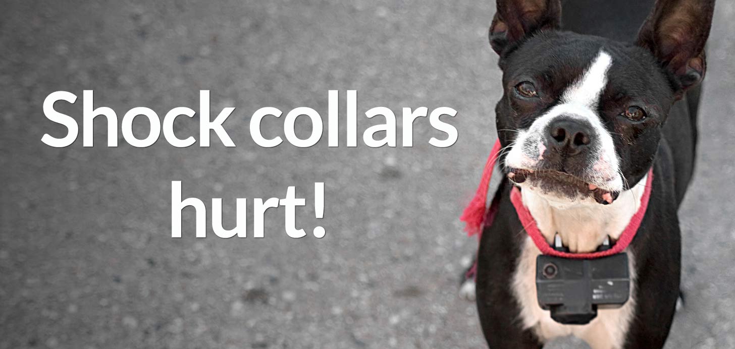 5 Reasons not to use a shock collar BC SPCA