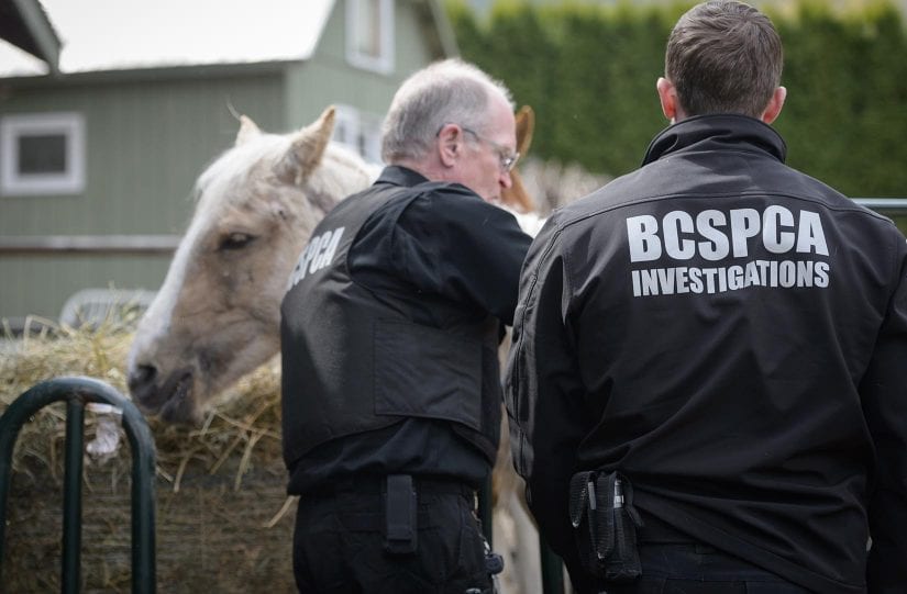 Behind The Scenes Investigating Animal Cruelty In B C Spca