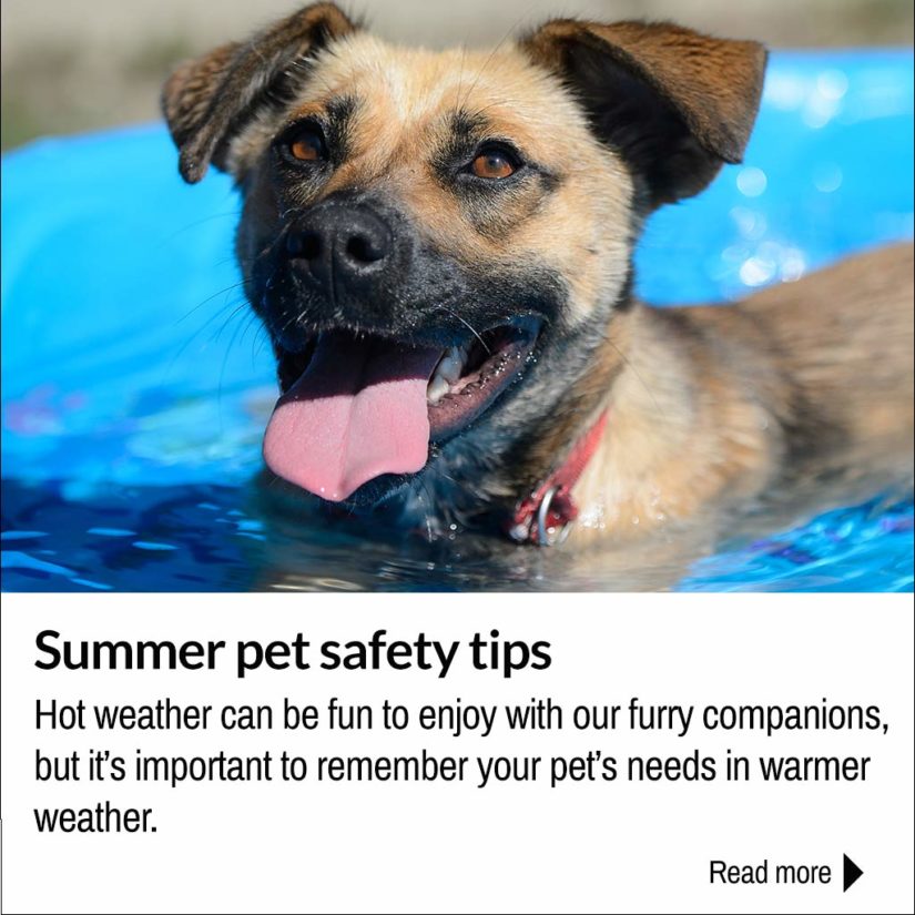 can heat affect dogs