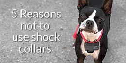 do shock collars hurt