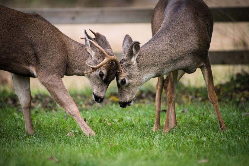 Adenovirus hemorrhagic disease (AHD) confirmed in B.C. deer BC SPCA