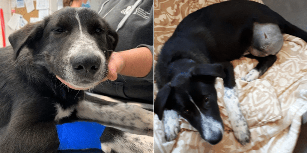 BC SPCA in Salmon Arm seeks help for injured puppy BC SPCA