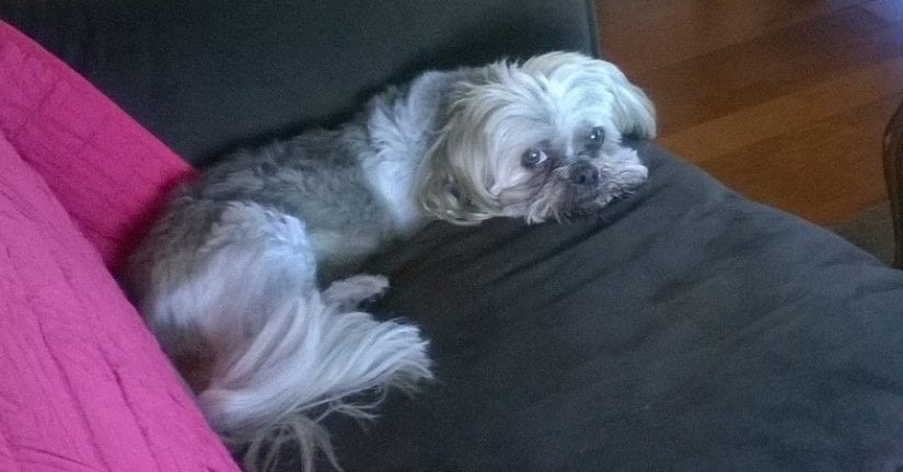 Read Ko Tiko's adoption story