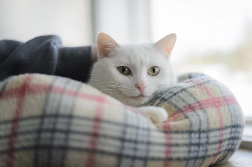 happy white cat