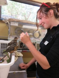 Wild ARC Volunteer Animal Care Position
