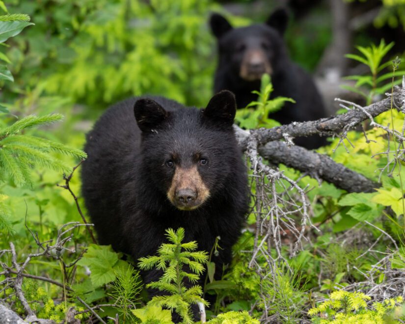 black bears