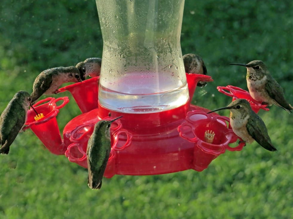 should i feed hummingbirds all year