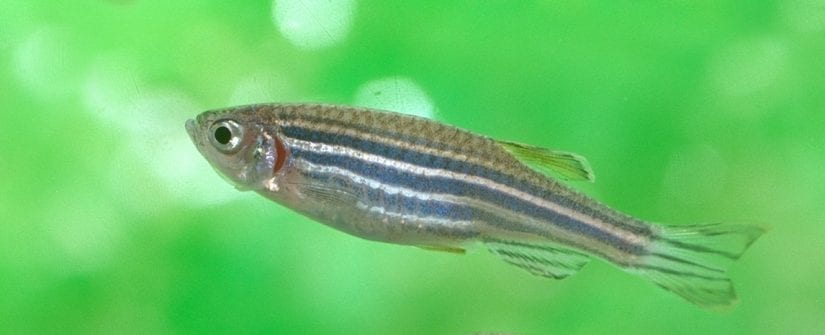 Zebrafish pair